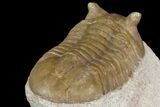 Asaphus Kotlukovi Trilobite Fossil - Russia #165445-6